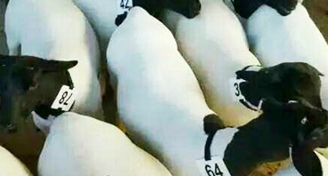 如何加工牛羊飼料？